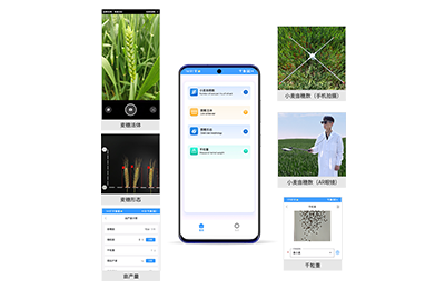 唐山市小麦亩穗数分析仪IN-XM02